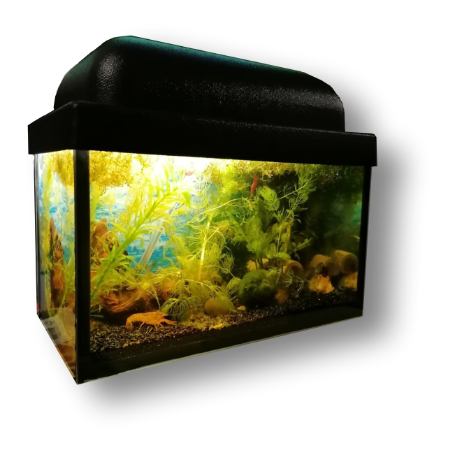 аквариум с карликовыми креветками и раками