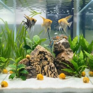 Ивагуми из камня базальта. Серая гора