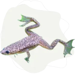 Галерея | Креветкин дом Галерея