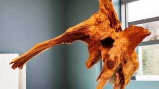 Коряга кизиза у окна. Коряга кизила другим боком на белой поверхности с серыми стенами и окном.