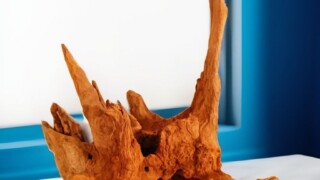 Коряга кизила другой стороной. Коряга кизила в другом ракурсе на бело-серой плоскости с сине-белыми стенками.