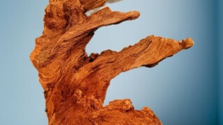 Коряга кизила стоя. Коряга кизила стоя, в другом ракурсе, на светлом полу на фоне голубой стенки.